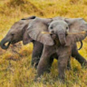 Meet your Posher, Karla